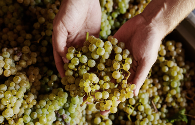 Wein Erleben Tour | Planwagenfahrt mit Weinprobe