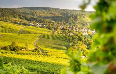 Wein im Einklang mit der Natur | © Heilbronn Marketing GmbH