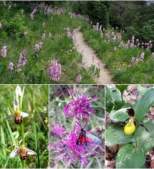 Wein und Orchideen