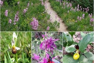 Wein und Orchideen