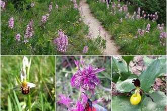 Wein und Orchideen