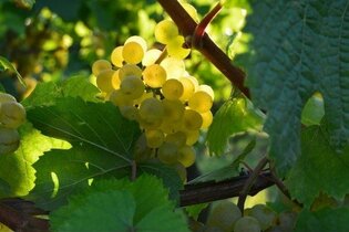 Wein und Wandern