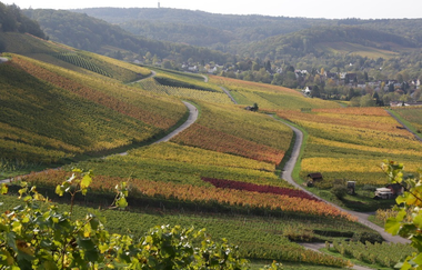 "DieWeinschmeckerin" Nicole Halter | zertifizierte Weinerlebnisführerin Baden-Württemberg | © Nicole Halter