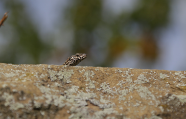 "DieWeinschmeckerin" Nicole Halter | zertifizierte Weinerlebnisführerin Baden-Württemberg | © Nicole Halter