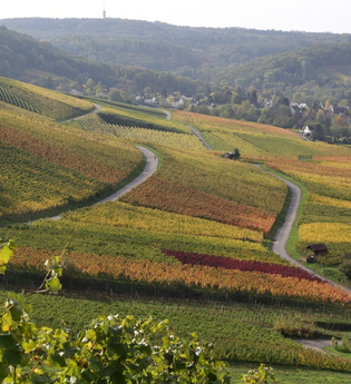 "DieWeinschmeckerin" Nicole Halter | zertifizierte Weinerlebnisführerin Baden-Württemberg | © Nicole Halter