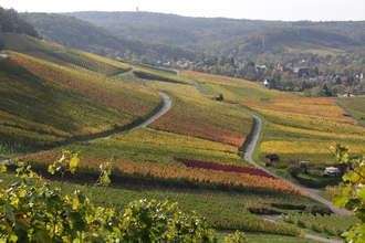 "DieWeinschmeckerin" Nicole Halter | zertifizierte Weinerlebnisführerin Baden-Württemberg | © Nicole Halter