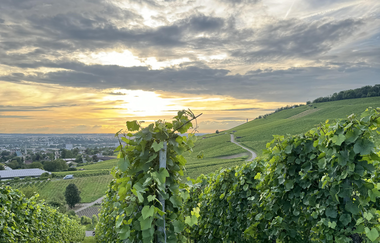 Weinberg - Wartberg - Wengerthaus "Light" | © Nicole Halte