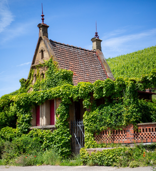 historisches kleines Weinberghäusle inmitten der Weinberge. Das Häusle ist mit Efeu bewachsen. Neben dem Häusle ist eine rote, ebenfalls mit Efeu bewachsene, Mauer zu sehen | © Heilbronn Marketing GmbH