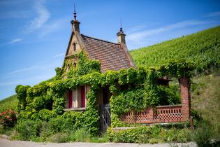 historisches kleines Weinberghäusle inmitten der Weinberge. Das Häusle ist mit Efeu bewachsen. Neben dem Häusle ist eine rote, ebenfalls mit Efeu bewachsene, Mauer zu sehen | © Heilbronn Marketing GmbH