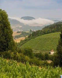 Weinbergsführung im Laufe der Jahreszeiten im Tauberbischofsheimer Edelberg