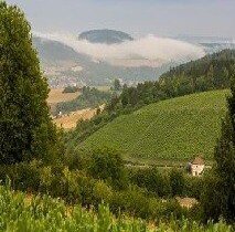 Weinbergsführung im Laufe der Jahreszeiten im Tauberbischofsheimer Edelberg