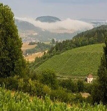 Weinbergsführung im Laufe der Jahreszeiten im Tauberbischofsheimer Edelberg