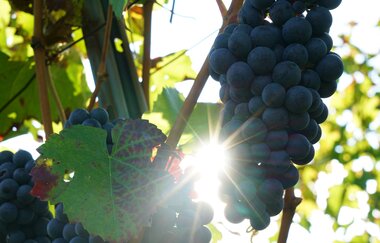 Wein | Weintrauben | Weinsberger Tal | HeilbronnerLand | © Tourismus im Weinsberger Tal