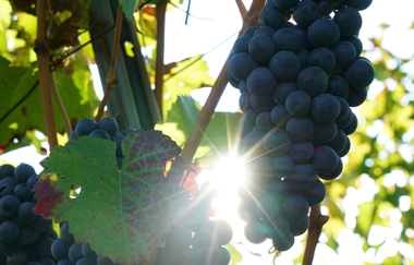 Wein | Weintrauben | Weinsberger Tal | HeilbronnerLand | © Tourismus im Weinsberger Tal