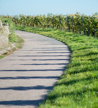 Brackenheimer (W)Einblicke | WeinErlebnisFührung mit Regine Sommerfeld im Weinsüden Weinort Brackenheim | © Neckar-Zaber-Tourismus e.V.
