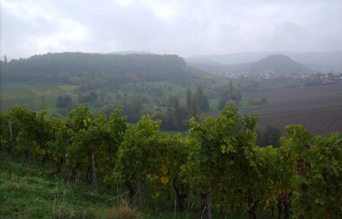 Aussicht Panorama | Beate Vollert | Weinerlebnisführerin | HeilbronnerLand | © Beate Vollert