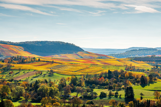 Weinlagen am Heuchelberg | Naturpark Stromberg-Heuchelberg | HeilbronnerLand | © Touristikgemeinschaft HeilbronnerLand e.V.