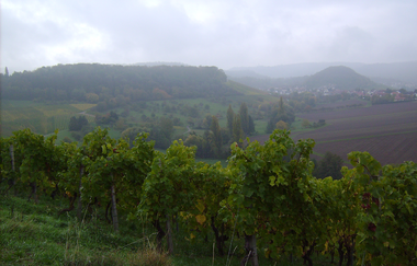 Aussicht Panorama | Beate Vollert | Weinerlebnisführerin | HeilbronnerLand | © Beate Vollert