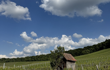 asphaltierter Weg in den Weinbergen, Wengertshäusle auf der rechten Seite und blauer Himmel mit Wolken | © Nicole Halter