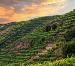 Steillagen "Lauffener Katzenbeißer" | Lauffen am Neckar | HeilbronnerLand | © Touristikgemeinschaft HeilbronnerLand e.V.