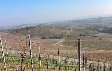 Weingenuss für 2 mit Picknick-Rucksack am Heuchelberg