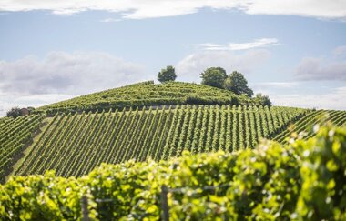 Weingenuss in Eigenregie | © Heilbronn Marketing GmbH