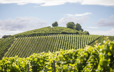 Weingenuss in Eigenregie | © Heilbronn Marketing GmbH