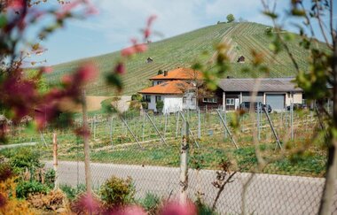 Das Bild fotografiert durch Blumen und Äste hindurch, die an den Rädern des Bildes verschwommen zu sehen sind. Auf einem Weinberg stehen zwei Häuser mit weißer Hauswand und eine Scheune/Garage. Um die Gebäude erstrecken sich Felder von Weinreben.