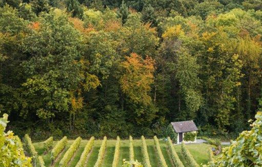 Weinpicknick | © Heilbronn Marketing GmbH