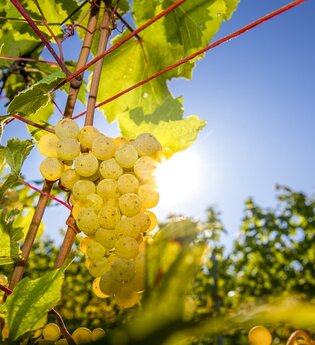 Weinreben | © Heidelberg Marketing, Foto Tobias Schwerdt
