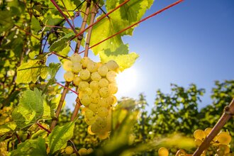 Weinreben | © Heidelberg Marketing, Foto Tobias Schwerdt