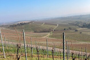 Weinprobe im Wengerthäusle