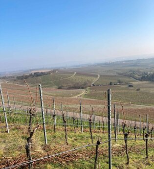 Weinprobe im Wengerthäusle