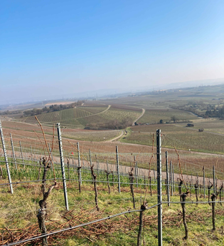 Weinprobe im Wengerthäusle