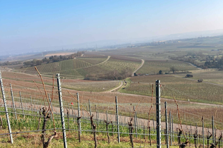 Weinprobe im Wengerthäusle