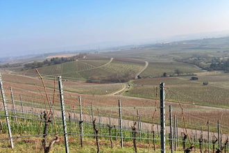 Weinprobe im Wengerthäusle