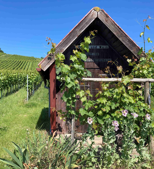 Weinspaziergang & grillen am Wengerthäusle