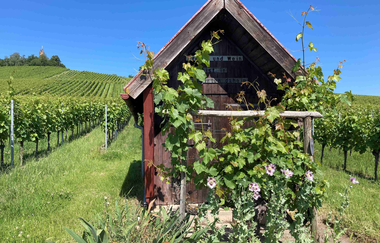 Weinspaziergang mit Picknickrucksack am Heuchelberg