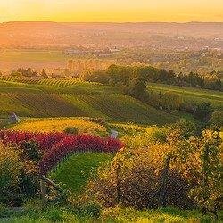 Blick von oben auf Weinreben im Herbstlaub, die sich auf Hügeln verteilen. Im Hintergrund ist verschwommen die Stadt erkennbar