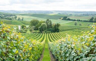 Ein schmaler Weg der zwischen grünen Weinreben einen kleinen Berg hinunterführt. Im Hintergrund sind soweit das Auge reicht Weinreben, Felder und Bäume erkennbar