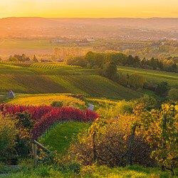 Blick von oben auf Weinreben im Herbstlaub, die sich auf Hügeln verteilen. Im Hintergrund ist verschwommen die Stadt erkennbar