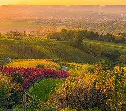 Blick von oben auf Weinreben im Herbstlaub, die sich auf Hügeln verteilen. Im Hintergrund ist verschwommen die Stadt erkennbar