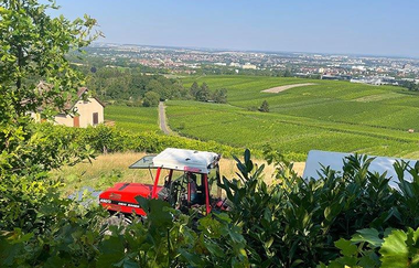 Panoramaausblick über Weinreben mit einer Stadt im Hintergrund. Durch Büsche verdeckt ist teilweise ein roter Traktor mit Anhänger erkennbar