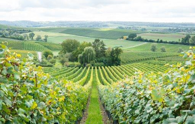 Ein schmaler Weg der zwischen grünen Weinreben einen kleinen Berg hinunterführt. Im Hintergrund sind soweit das Auge reicht Weinreben, Felder und Bäume erkennbar