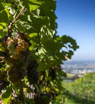 Weinwanderung mit Verkostung im Weinberg | © Heidelberg Marketing GmbH, Foto Tobias Schwerdt