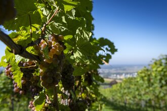 Weinwanderung mit Verkostung im Weinberg | © Heidelberg Marketing GmbH, Foto Tobias Schwerdt