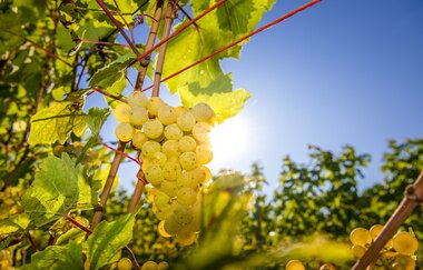 Weinreben | © Heidelberg Marketing, Foto Tobias Schwerdt