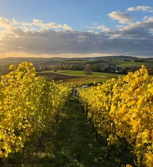 Weinwissen Württemberg