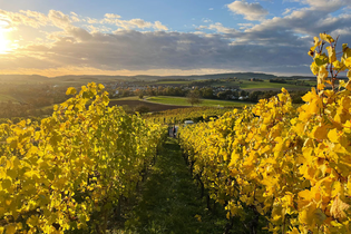 Weinwissen Württemberg