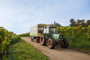 Planwagenfahrt Wengert-Schleicher | Schwaigern | HeilbronnerLand | © Heuchelberger Weingärtner